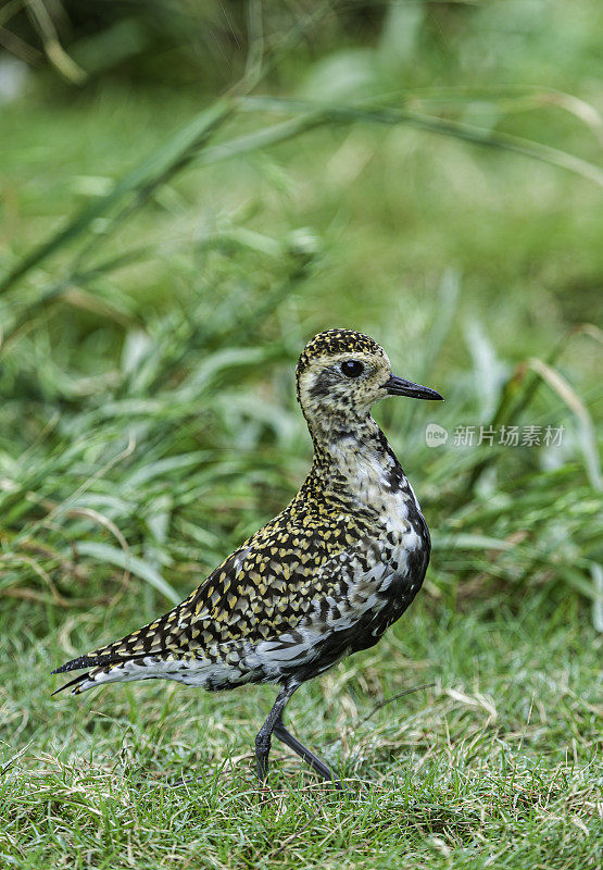 太平洋金鸻(Pluvialis fulva)是一种中型鸻。Papahānaumokuākea海洋国家纪念碑，中途岛，中途岛环礁，夏威夷群岛